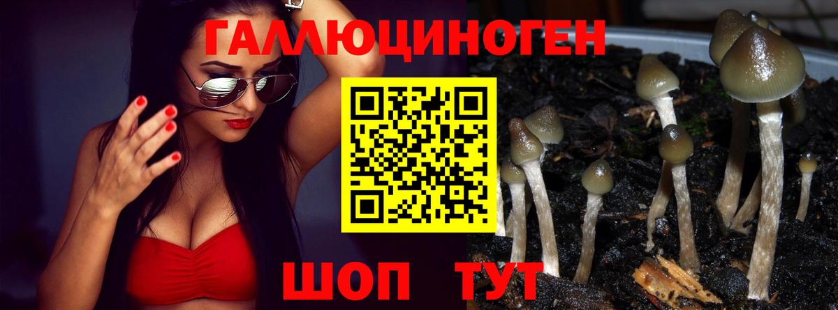 Галлюциногенные грибы Psilocybe Магадан